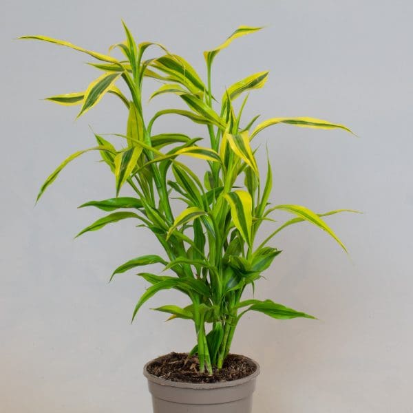 Dracaena Sanderiana ‘Yellow Gold’