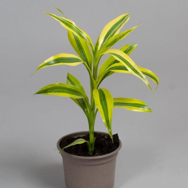 Dracaena sanderiana yellow gold