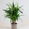Yucca Elephantine