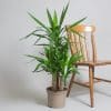 Yucca Elephantine