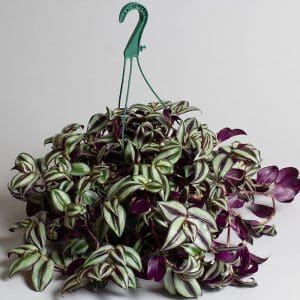 tradescantia zebrina