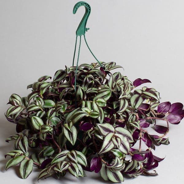 Tradescantia Zebrina Purple