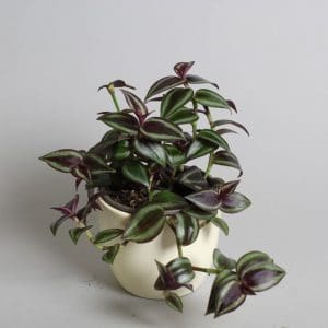 tradescantia zebrina