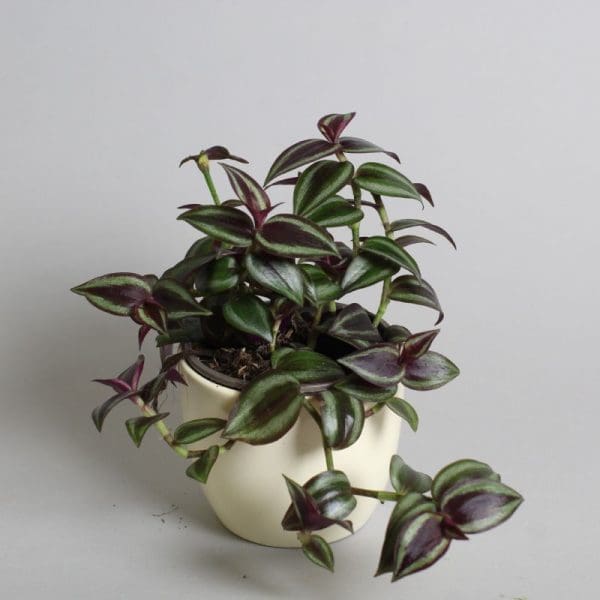 Tradescantia Zebrina Purple