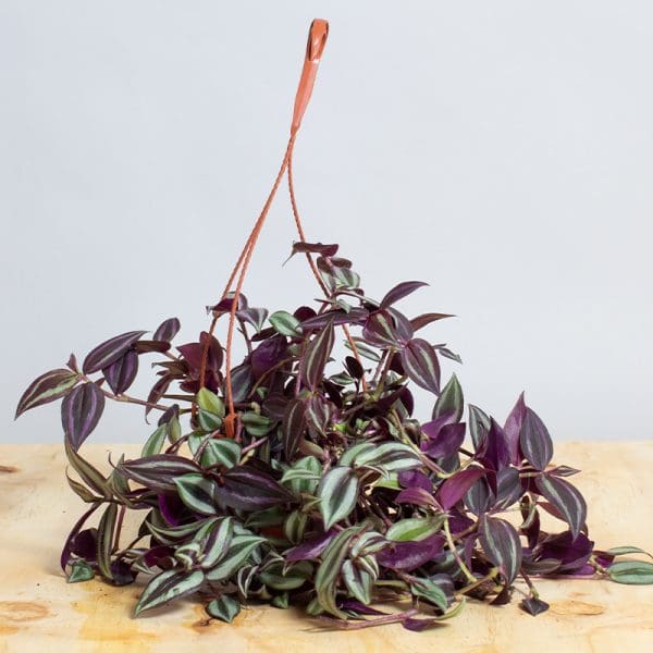 Tradescantia Zebrina Purple