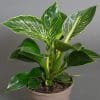 Philodendron Birkin