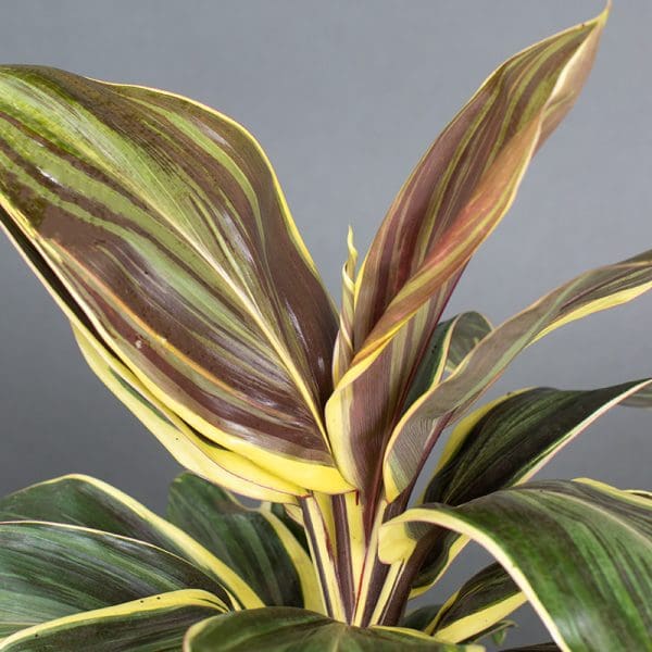 Cordyline Chocolate Queen 15cm - Image 2