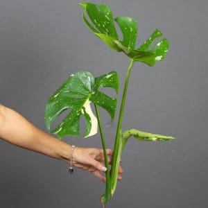 Monstera Thai Cutting