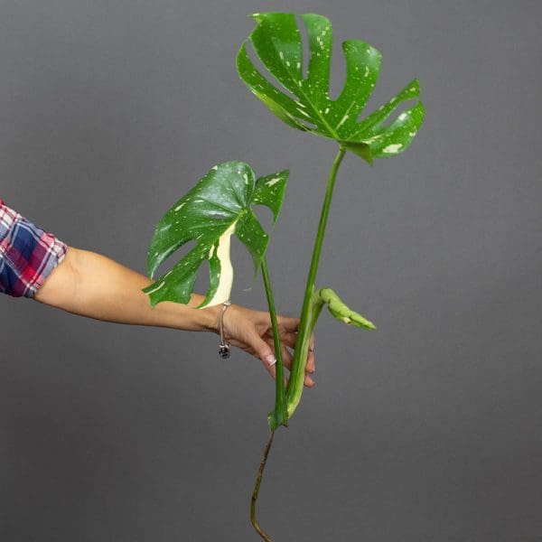 Monstera Thai Cutting Start Kit