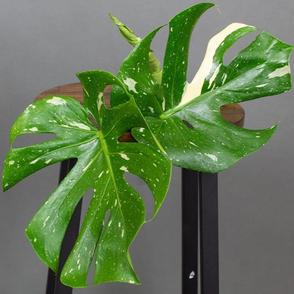 Monstera Thai Cutting Start Kit