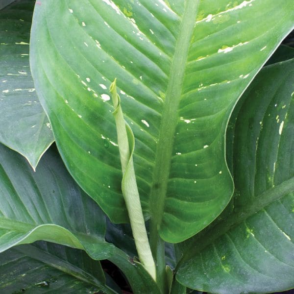 Dieffenbachia Tropical Snow