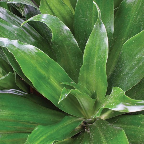 Dracaena fragrans ‘Janet Craig’ 15cm - Image 2