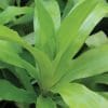 Dracaena deremensis ‘Limelight’