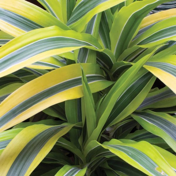 Dracaena deremensis ‘Lemon Lime’