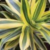 Dracaena Reflexa Song of India 5L - Image 2