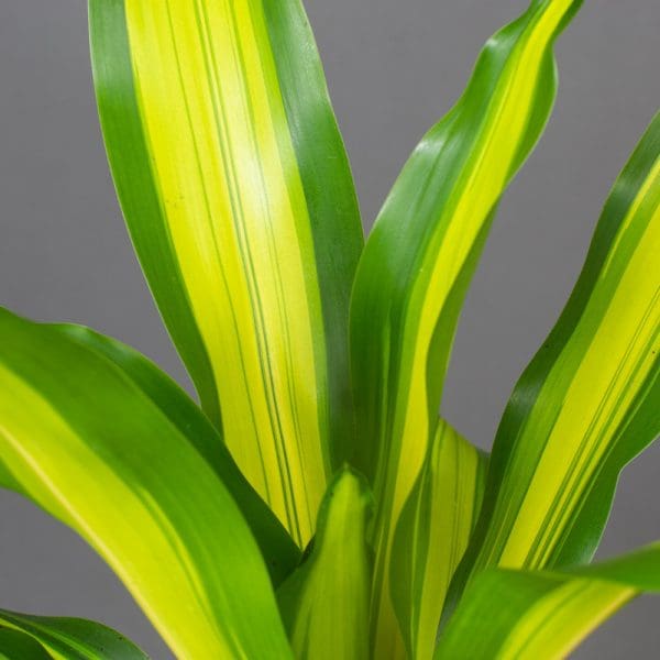 Dracaena fragrans ‘Gold Cord’