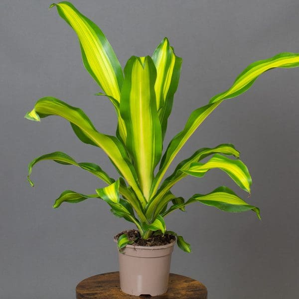 Dracaena fragrans ‘Gold Cord’
