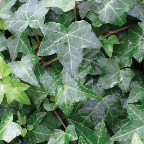 Hedera helix Elija