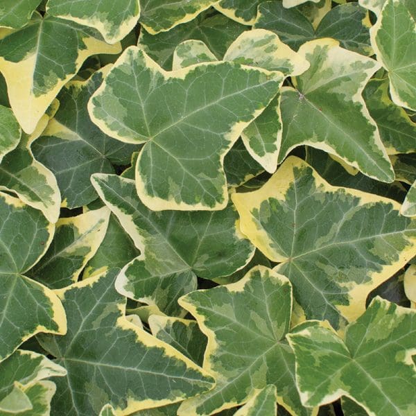 Hedera Helix Goldchild