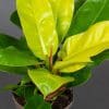 Philodendron Moonshine