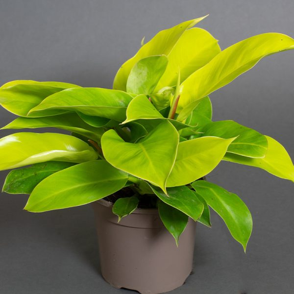 Philodendron moonshine