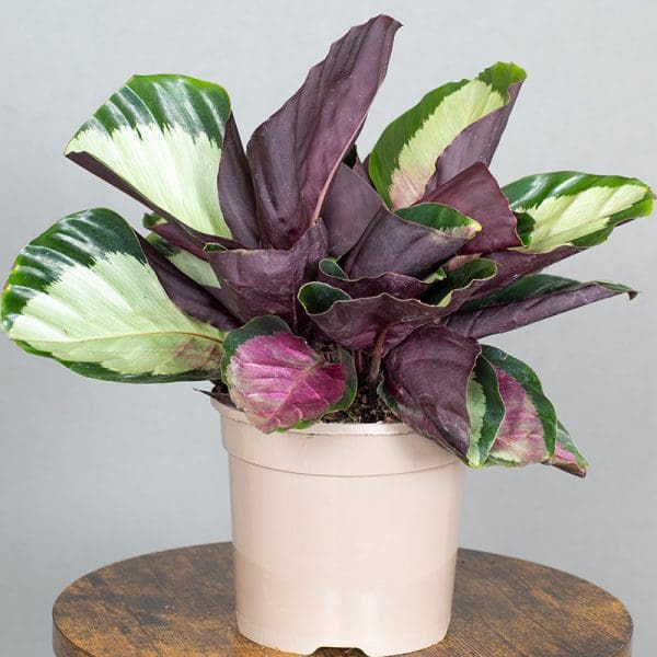 Calathea roseopicta