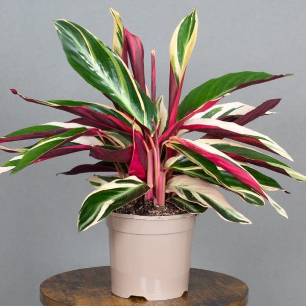 Calathea Triostar