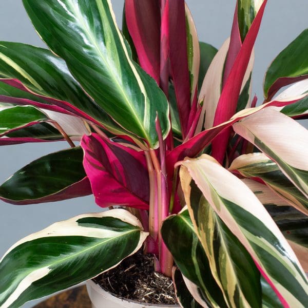 Calathea Triostar