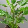 Phildodendrum Xanudu