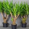 Yucca Elephantipes 5L - Image 2