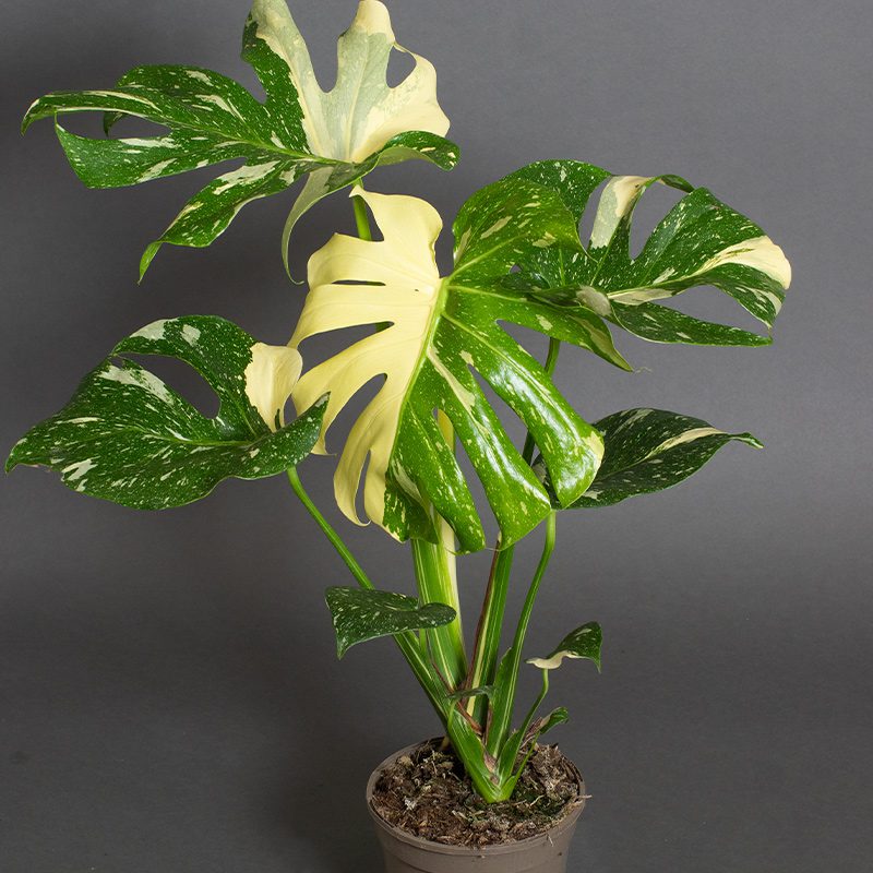 Rare example of Monstera Thai Constellation Tropical House Plant