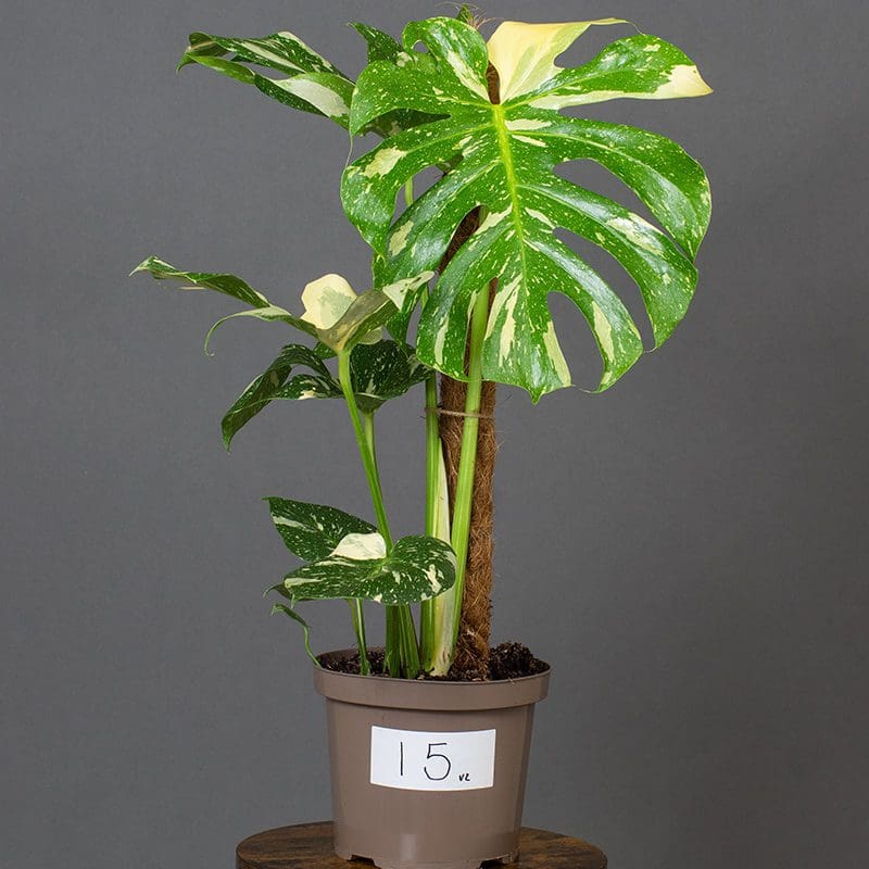 Exquisite Monstera Thai Constellation Indoor Plant