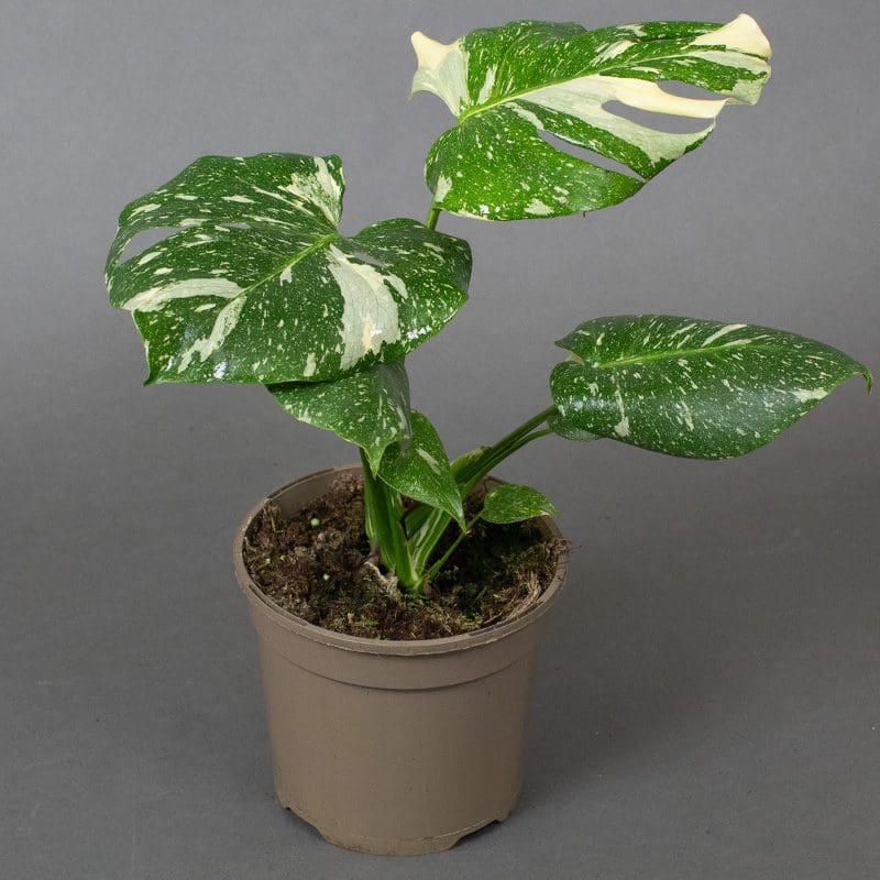 15cm Monstera Thai Constellation Tropical House Plant