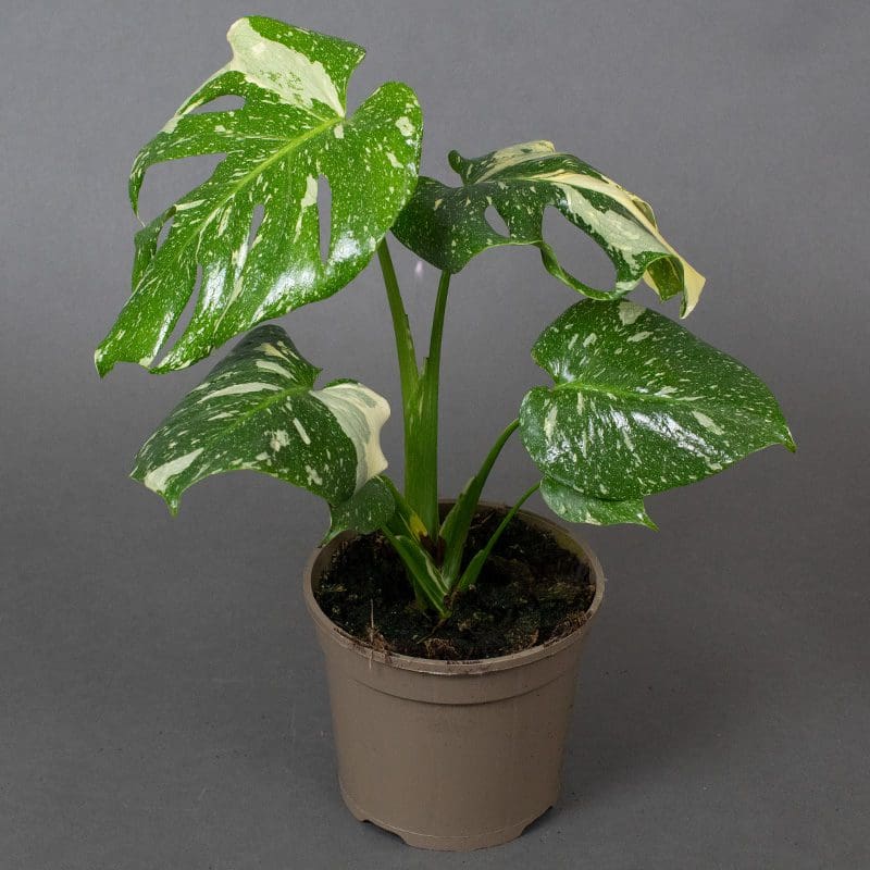 15cm Monstera Thai Constellation Tropical House Plant 15cm Monstera Thai Constellation Tropical House Plant