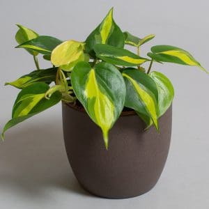 Philodendron scandens brazil