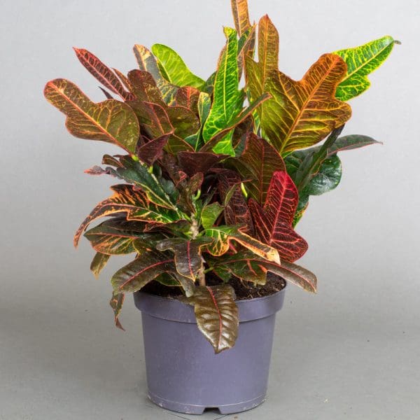 Croton Excellent 5L