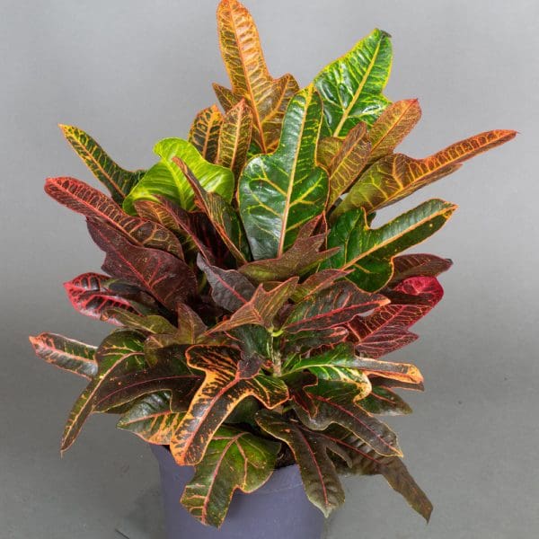 Croton Excellent 5L - Image 2