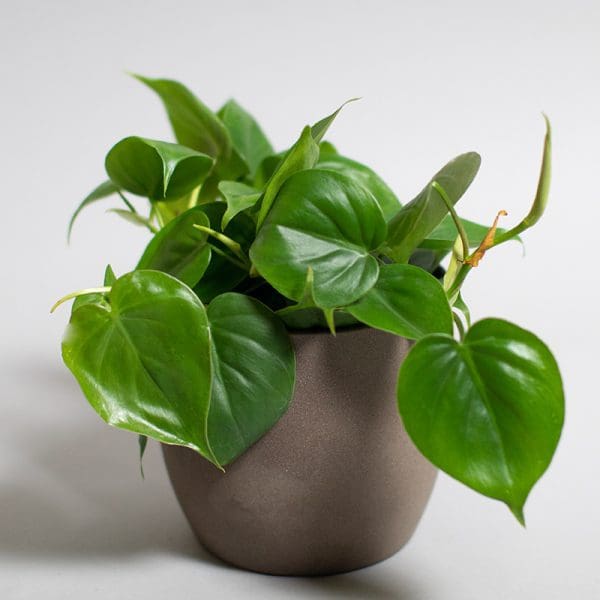 Philodendron Scandens