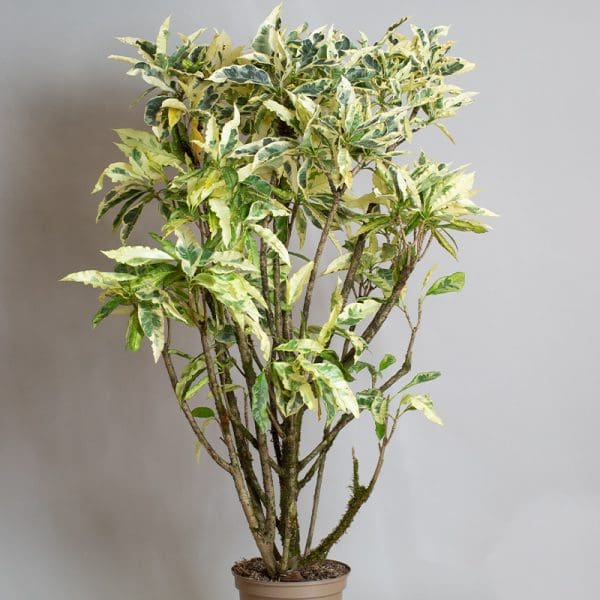 Croton Tamara