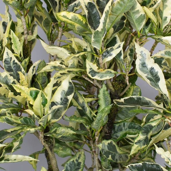 Croton Tamara