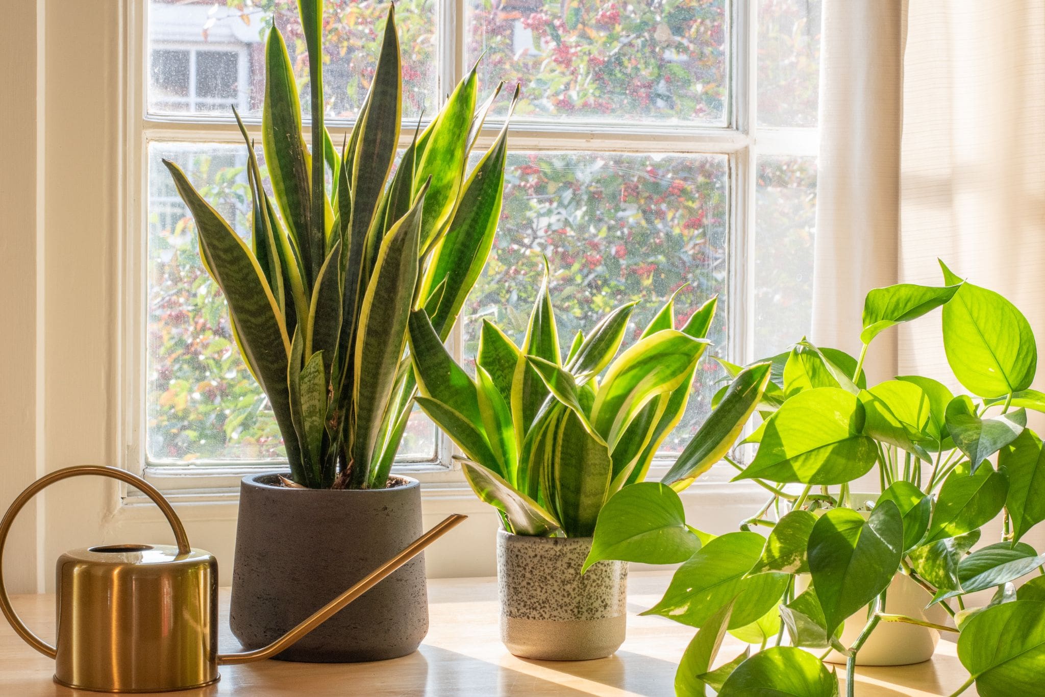 Houseplants thrive with light