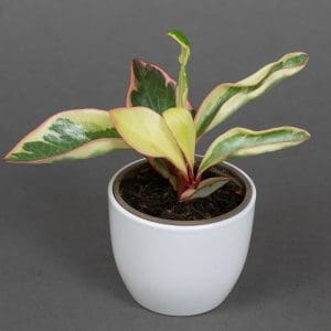 peperomia ginny