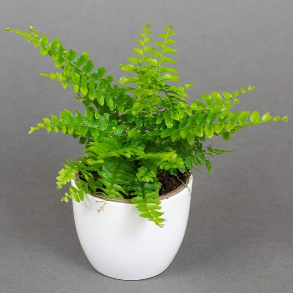 Nephrolepis Super boston fern