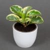 peperomia obtusifolia