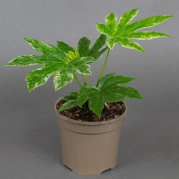 fatsia japonica 'spider's web'