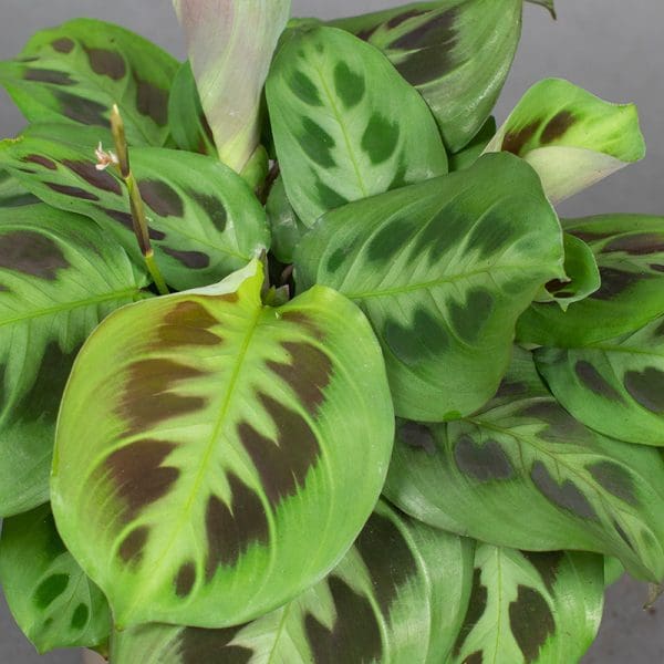 Maranta leuconeura