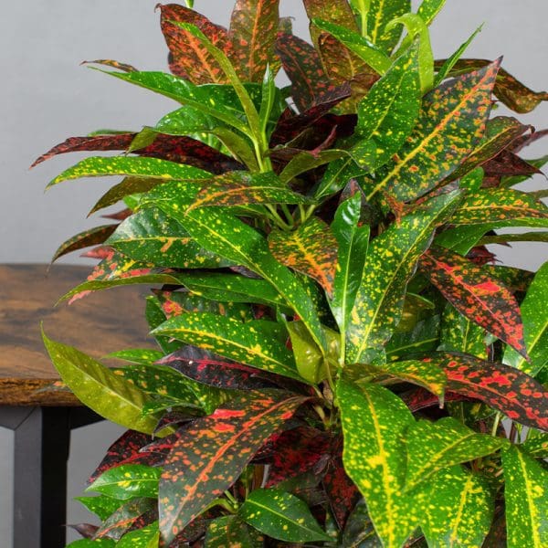 Croton bush of fire 3L