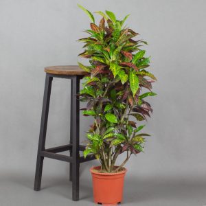 Croton bush of fire 3L