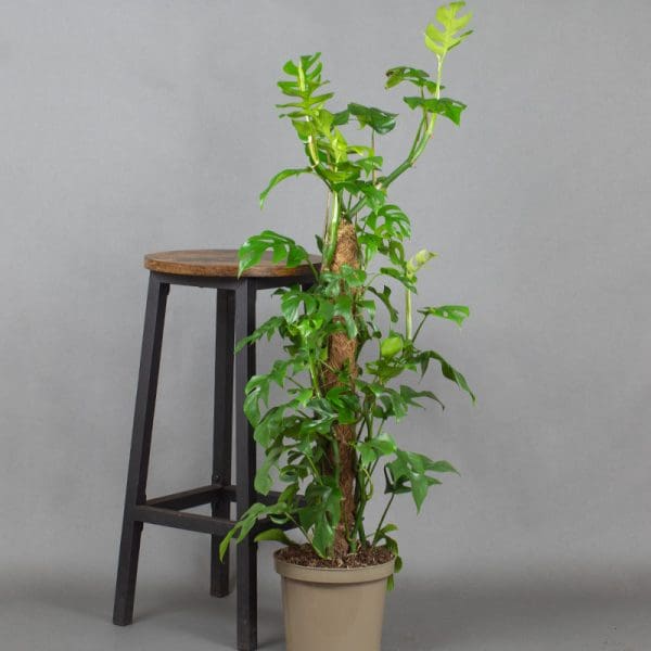Philodendron minima