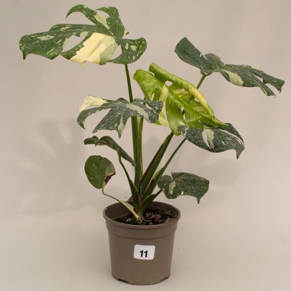 Monstera Thai Constellation 11